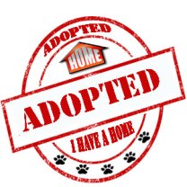 Adopted, Dog SDDAC, Animal Control Carlsbad