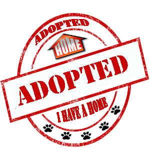 Adopted, Escondido Humane Society, Cat, Senior, Dog