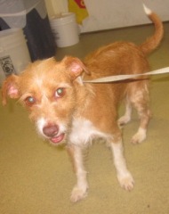 Adult Spayed Female, Terrier Mix, Escondido Humane Society